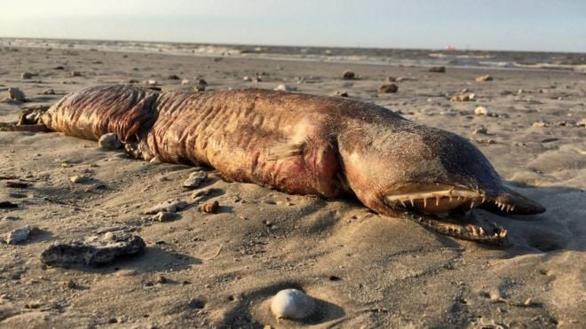 The fanged, faceless sea creature that washed ashore during Harvey has been identified