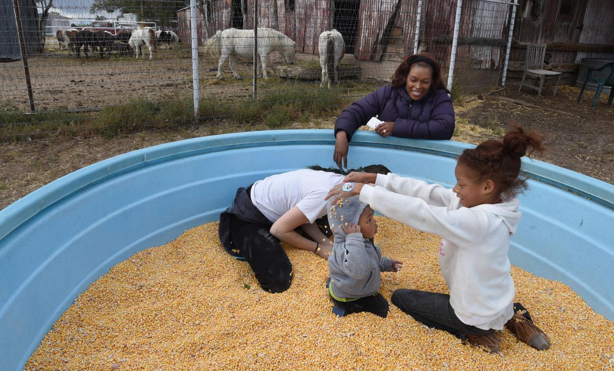 The Country Life Wishing Star Farm East Of Colorado Springs Rebounds After Devastating Attacks Lifestyle Gazette Com