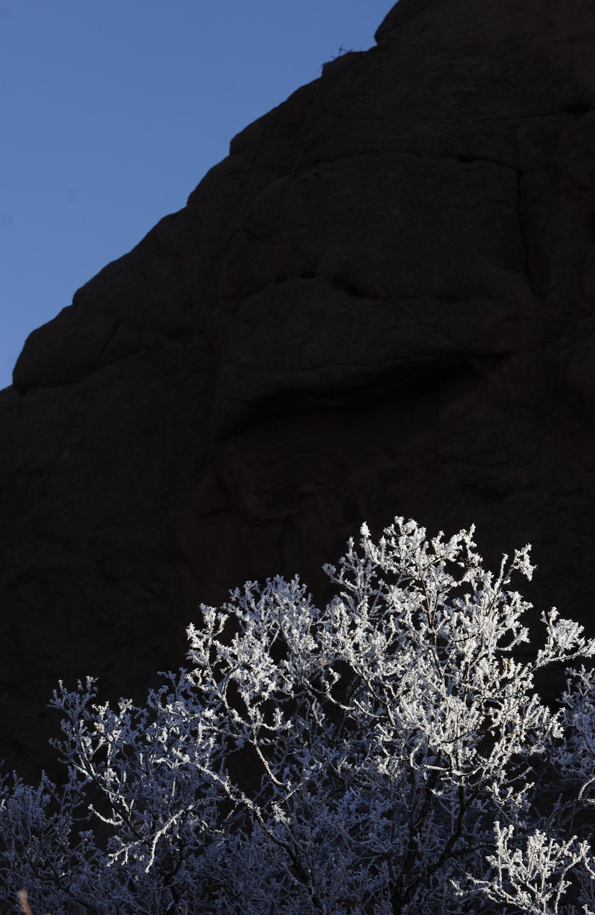 trees