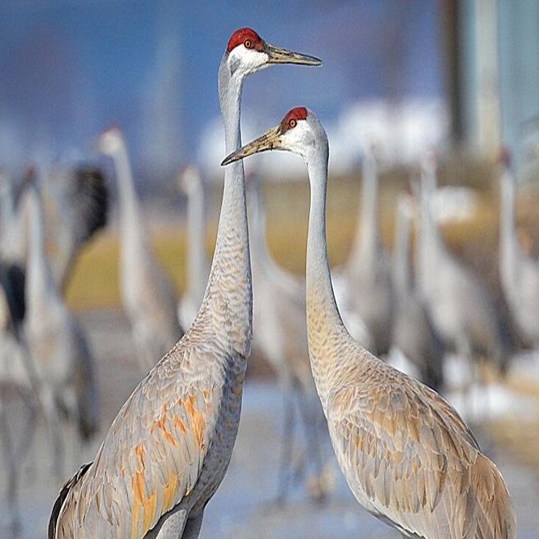 Dancing cranes are a wildlife spectacle for the ages, Words on Birds, Pikes Peak Courier