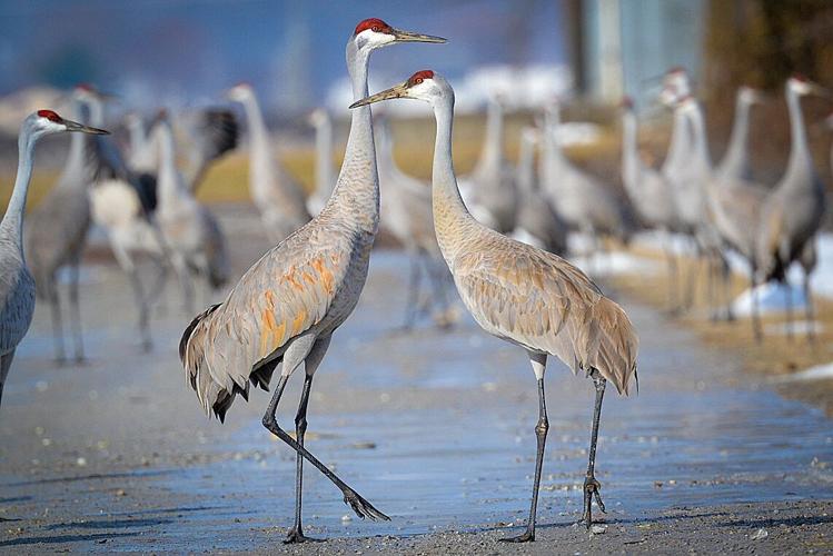 Dancing cranes are a wildlife spectacle for the ages