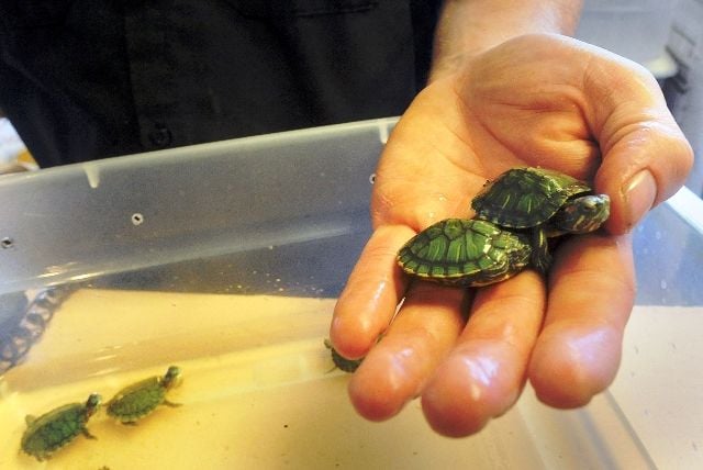 Tiny turtles can bring huge problems, News