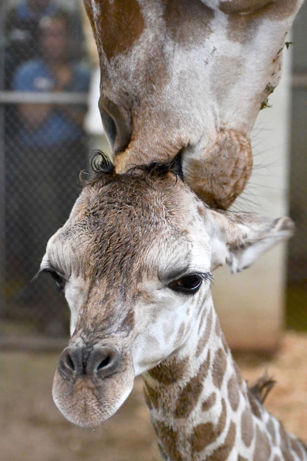 mother and baby giraffe kissing