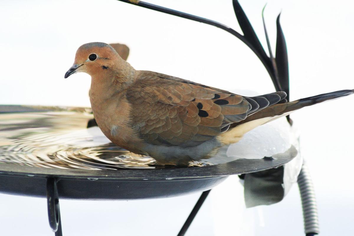 What's that chirping? Ten common backyard birds of Colorado Springs