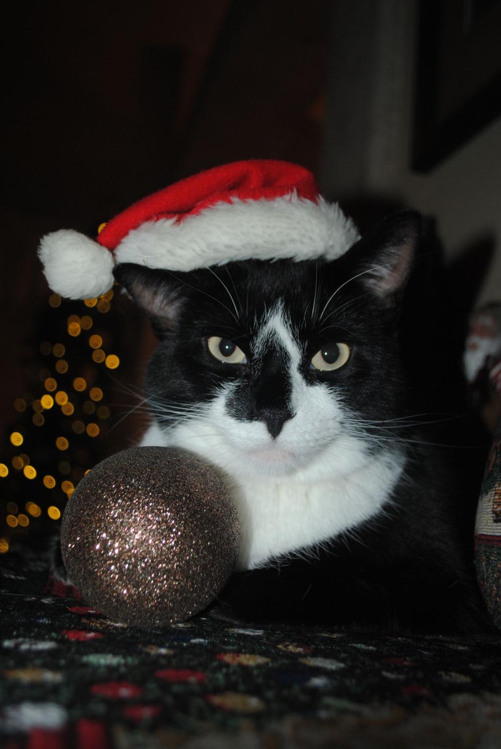 Pet Of The Week Bitty Lifestyle Gazette Com