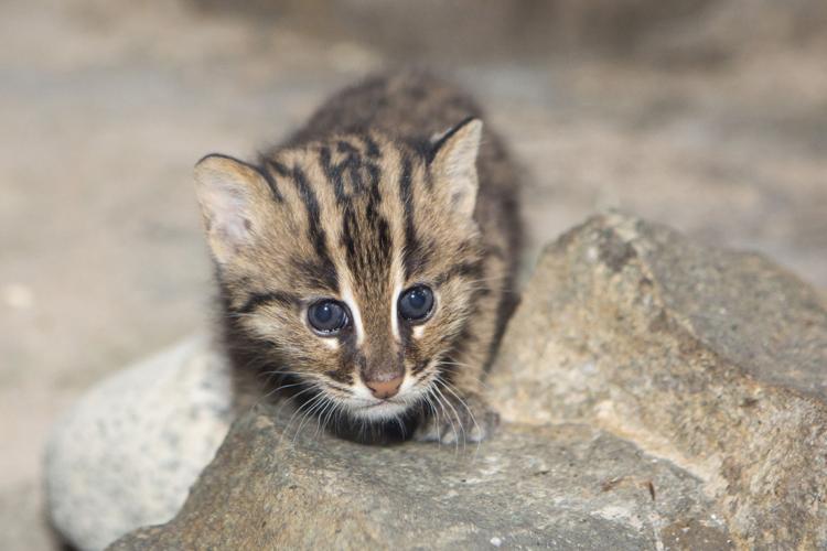 Newborn fishing cat at Denver Zoo is already on the hunt