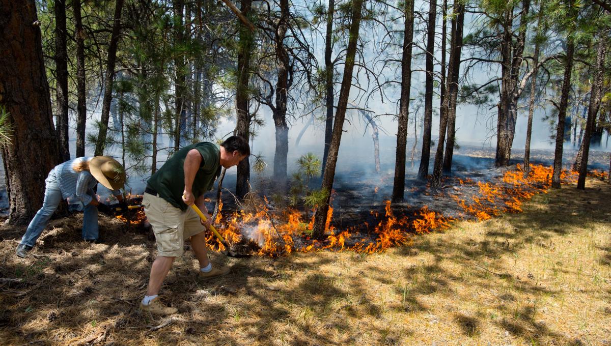 BLACK FOREST FIRE