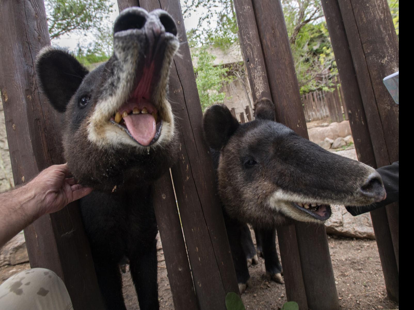 baby tapir tongue