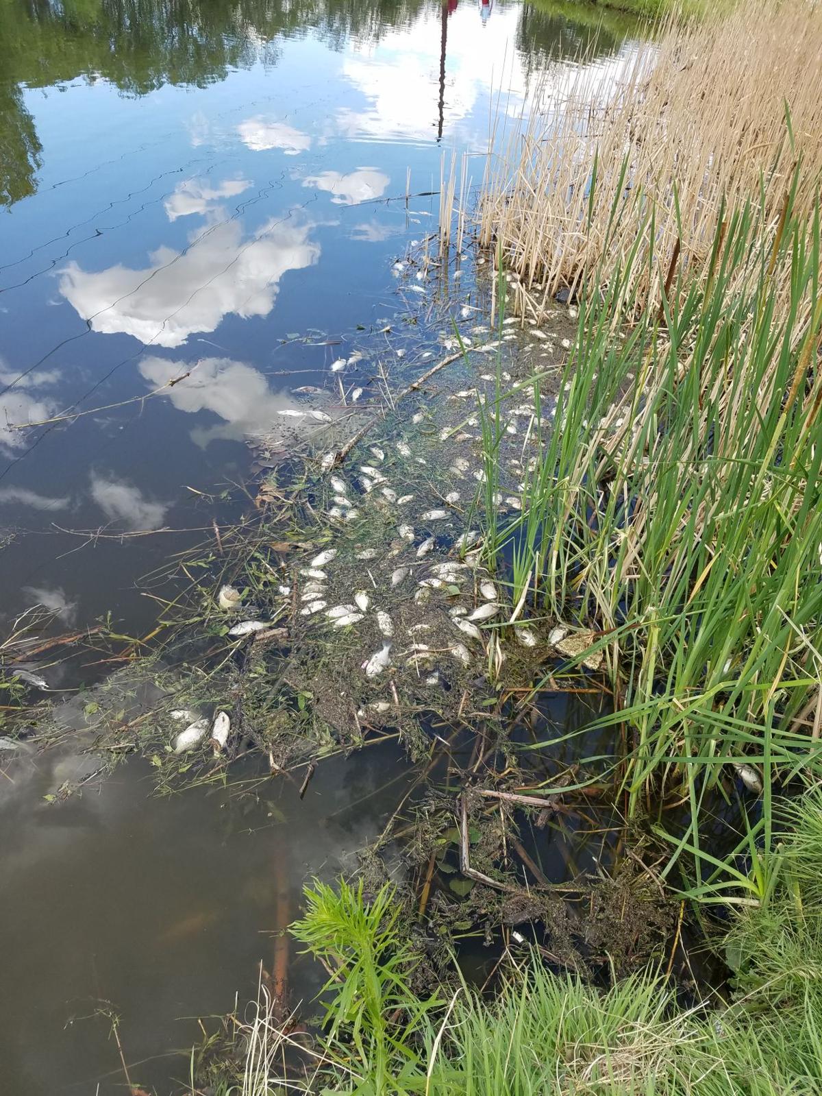 Hundreds Of Fish Killed In Last Week S Devastating Hailstorm In El Paso County Colorado Springs News Gazette Com