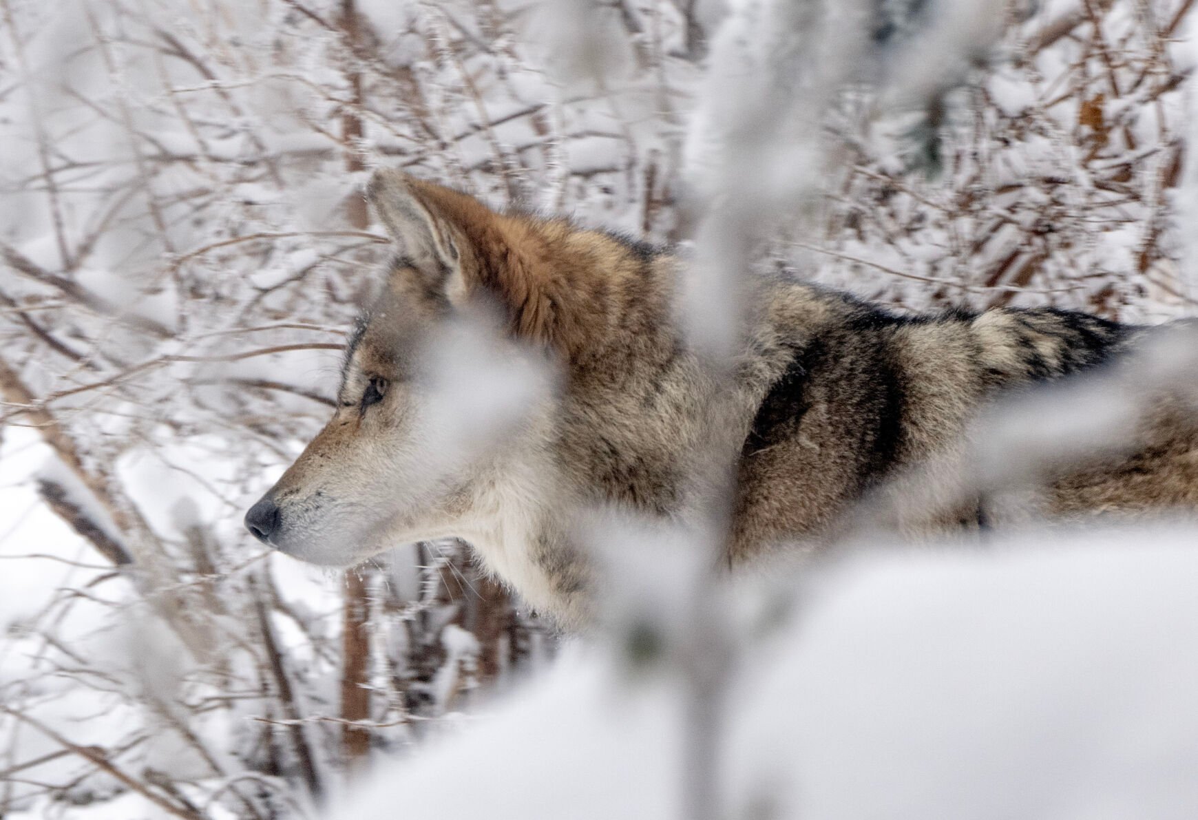 Cheyenne Mountain Zoo Animals Stayed Warm Amid Frigid Temps Cheyenne   6581e1eaeccb1.image 