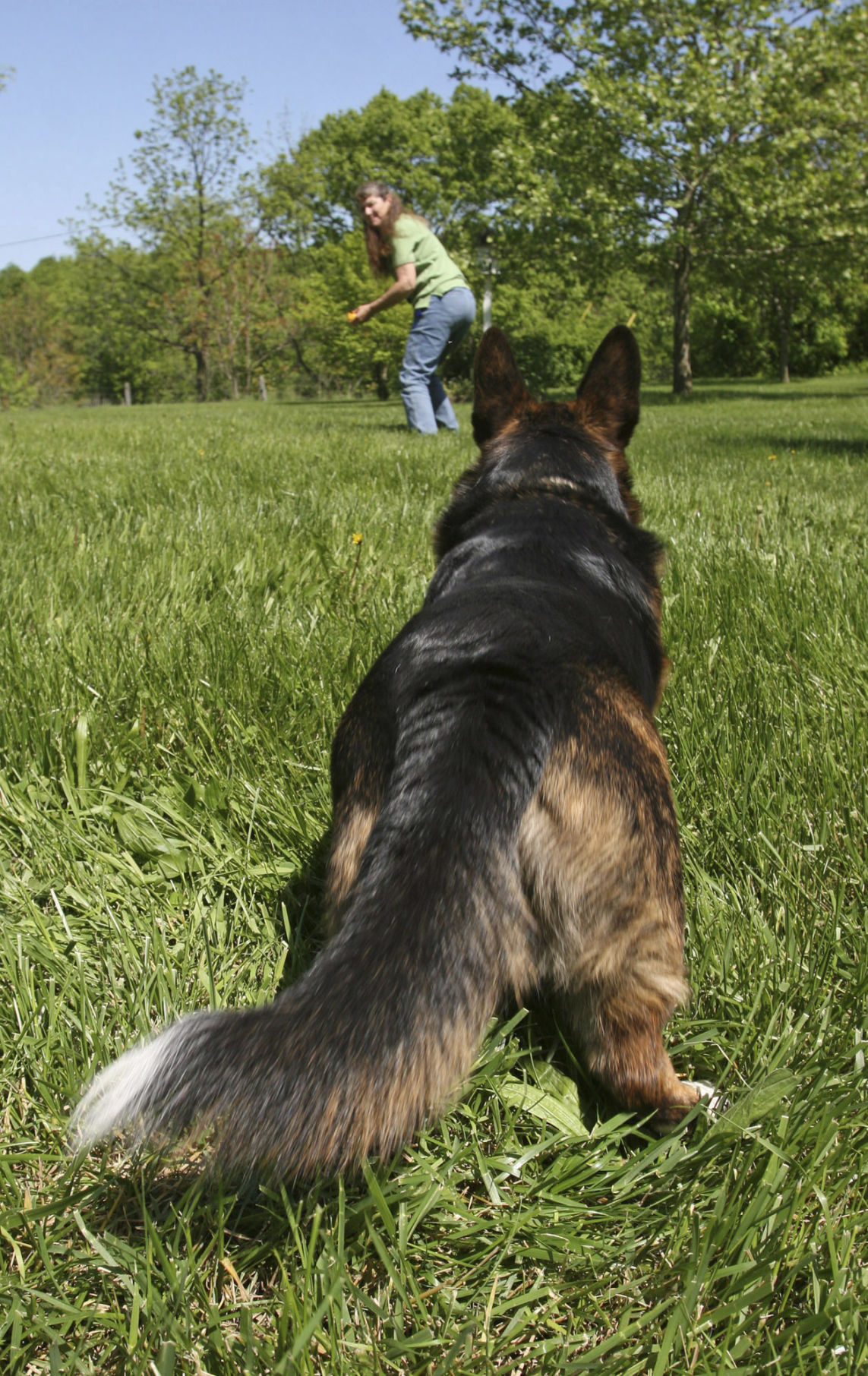 Don't neglect a dog's social and training needs | Lifestyle