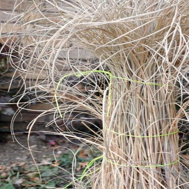 Ornamental Grasses Need Cutting Back Colorado Springs News Gazette Com