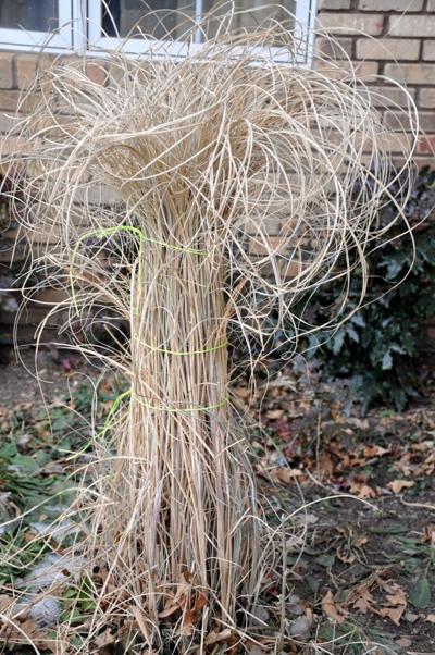 Ornamental Grasses Need Cutting Back Colorado Springs News Gazette Com