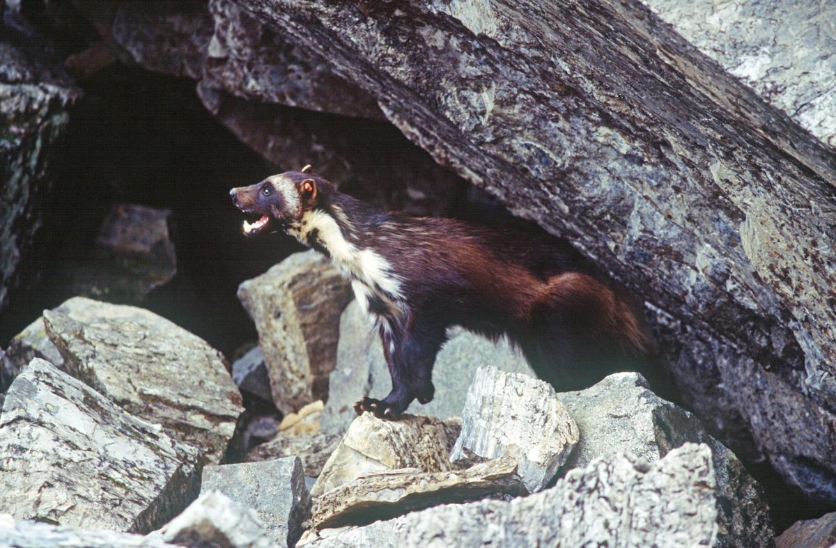 Apnewsbreak Feds Reverse Course On Wolverines Colorado Springs News Gazette Com