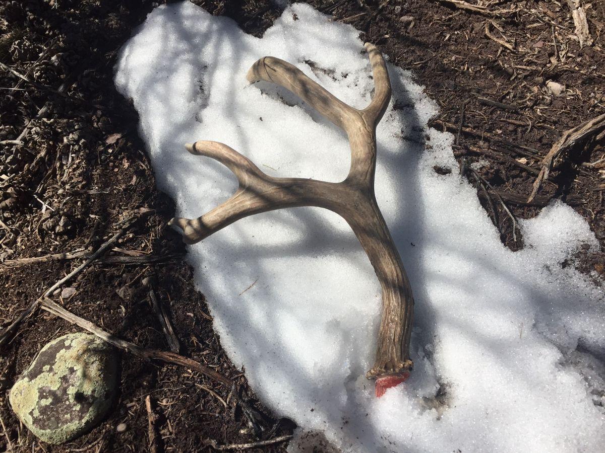 How Valuable Are Shed Antlers?