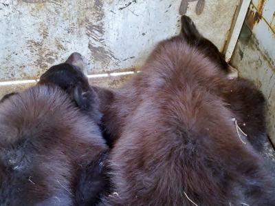 200 Pound Bear Euthanized In West Colorado Springs Colorado Springs News Gazette Com