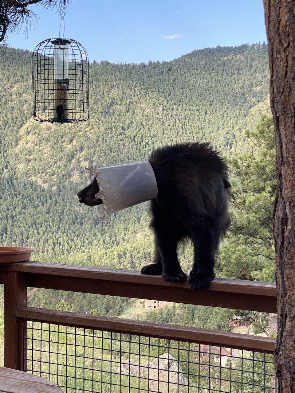 Bear with bucket on head