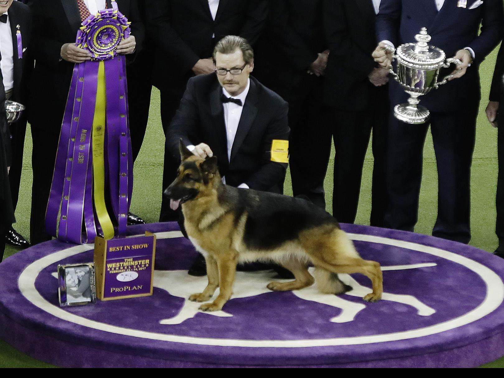 Rumor The German Shepherd Wins Best In Show At Westminster Colorado Springs News Gazette Com