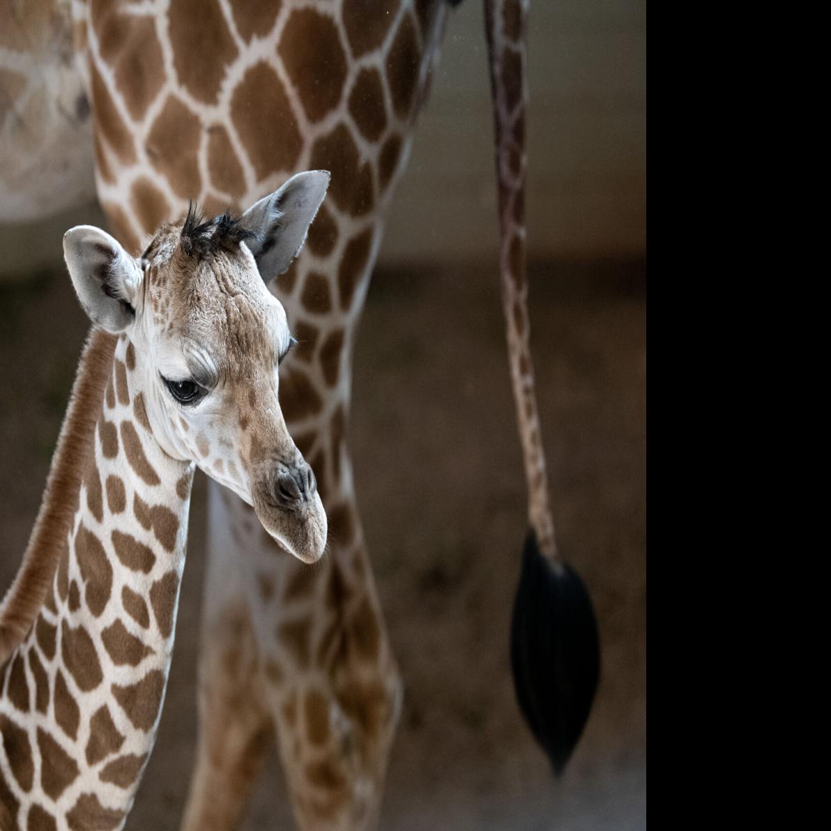 baby giraffe close up