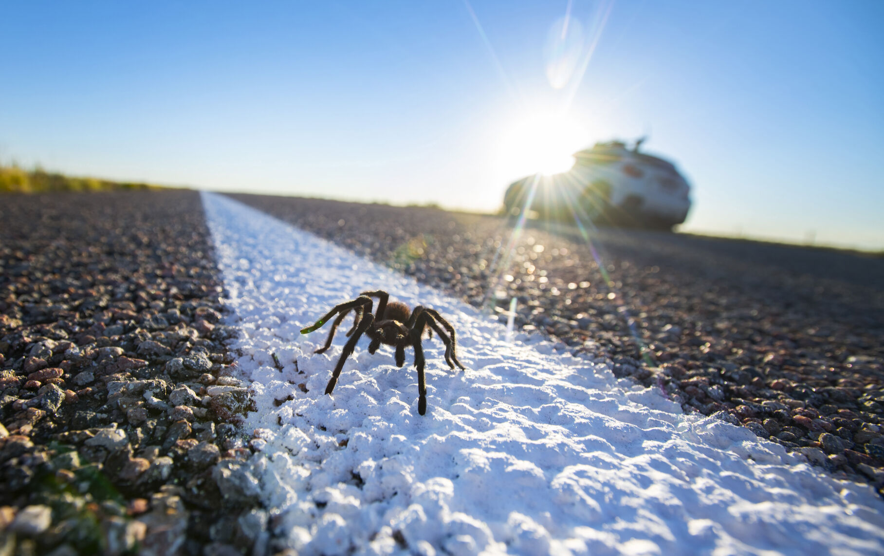 Southern Colorado's notorious tarantula migration is all about looking