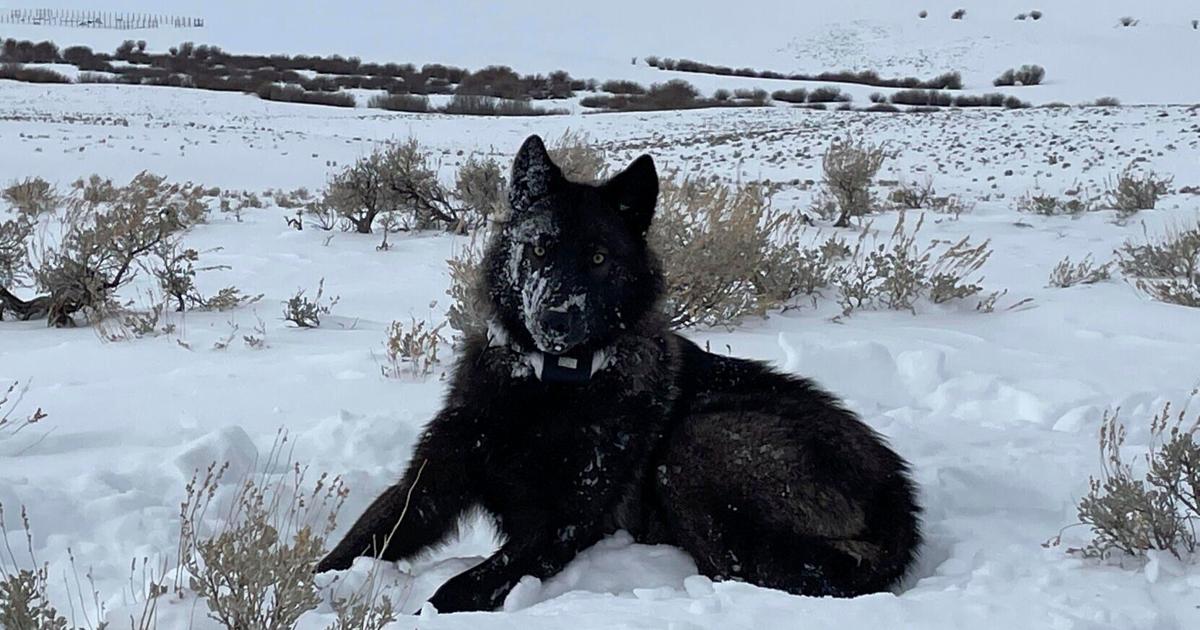 Colorado Parks and Wildlife confirms 3 new wolf packs ahead of commission meeting