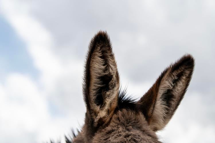 Cripple Creek Donkeys to be released May 15