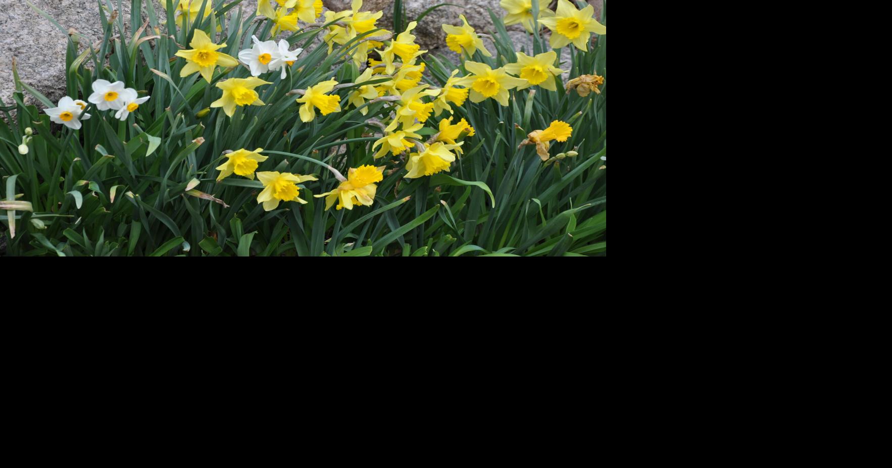 Year-round gardening: It’s time to start working in the garden | Lifestyle