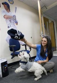 How Hank the stray dog became a hit at Brewers camp