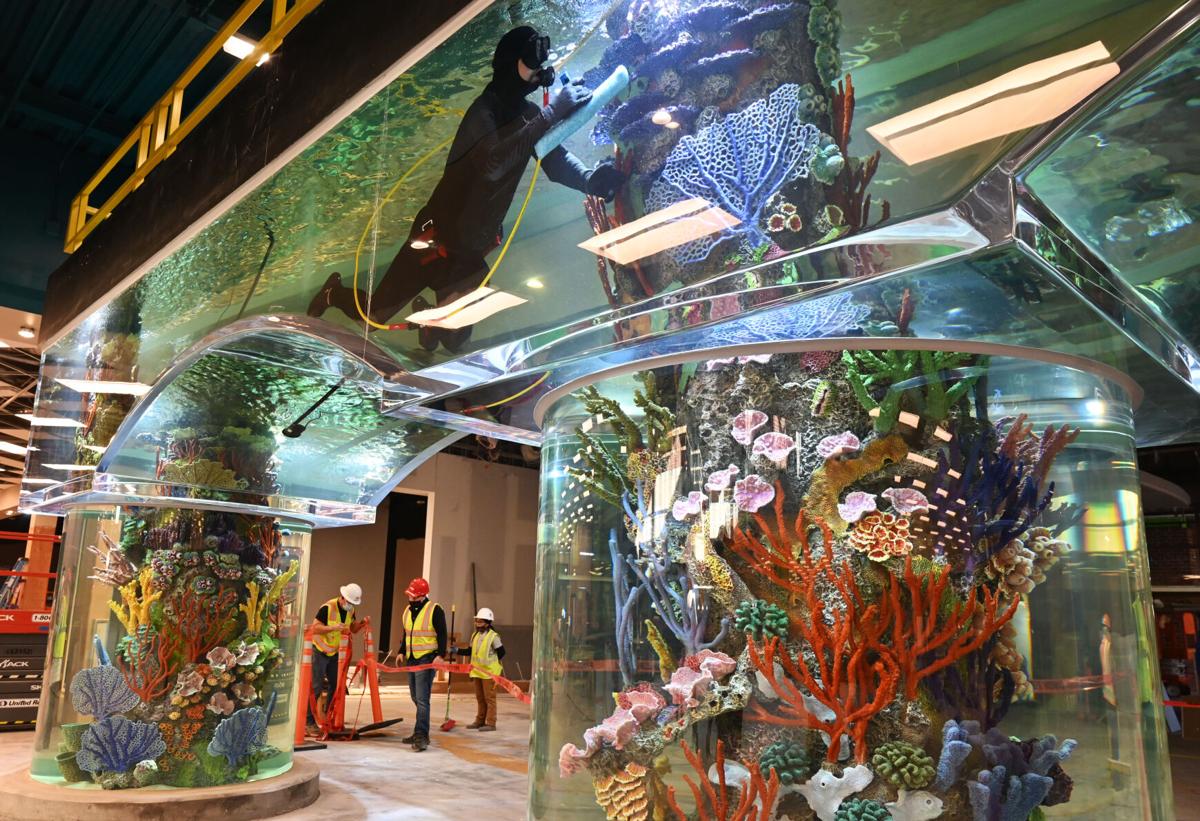 Scheel's brings tropical reef to Colorado Springs