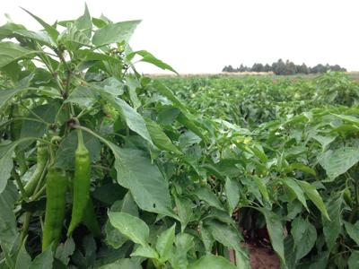 Drought Chile Harvest (copy)