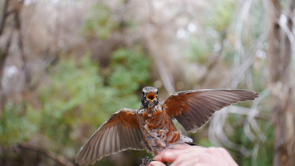 Bird Call Colorados State Bird Is On The Decline