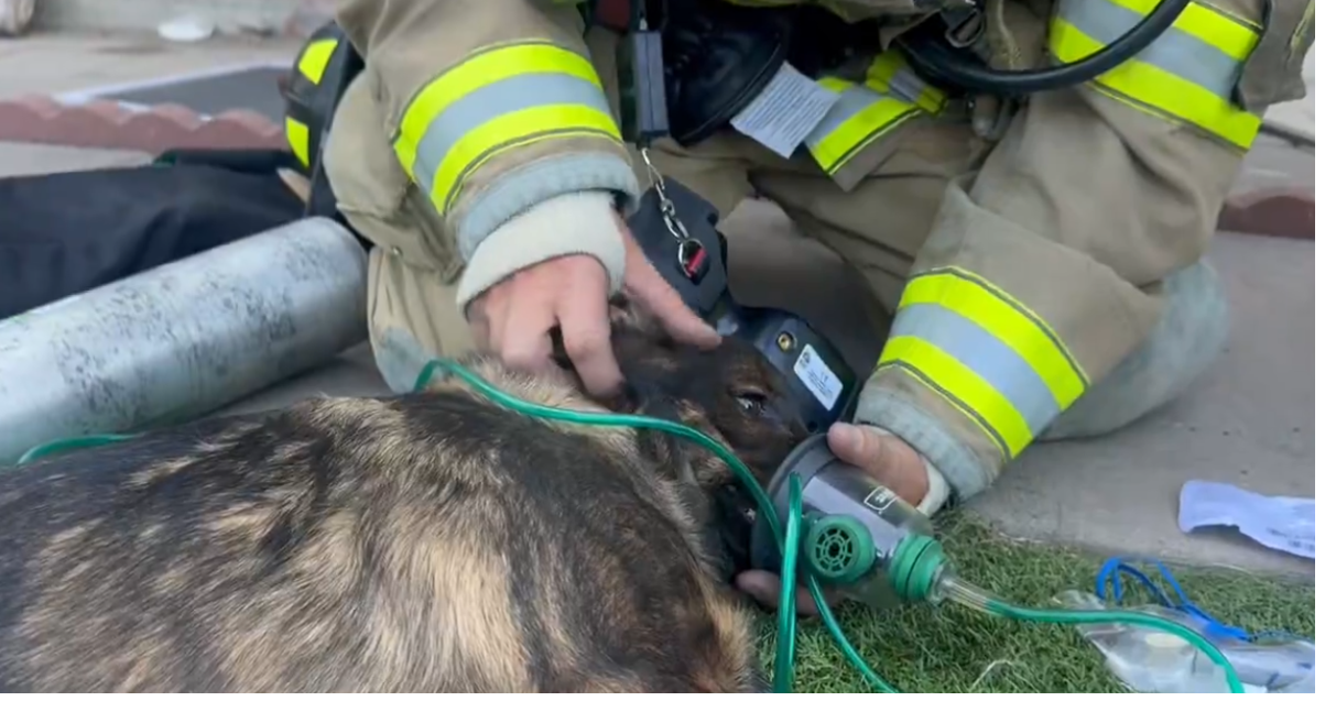1 kitten dead, 6 dogs treated after Colorado Springs fire | Fire