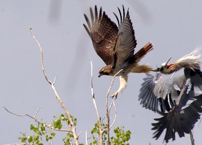 Sweet Bird Songs Dissipate When Raptor Wings In Lifestyle Gazette Com Sweet Bird Songs Dissipate When Raptor Wings In Lifestyle Gazette Com