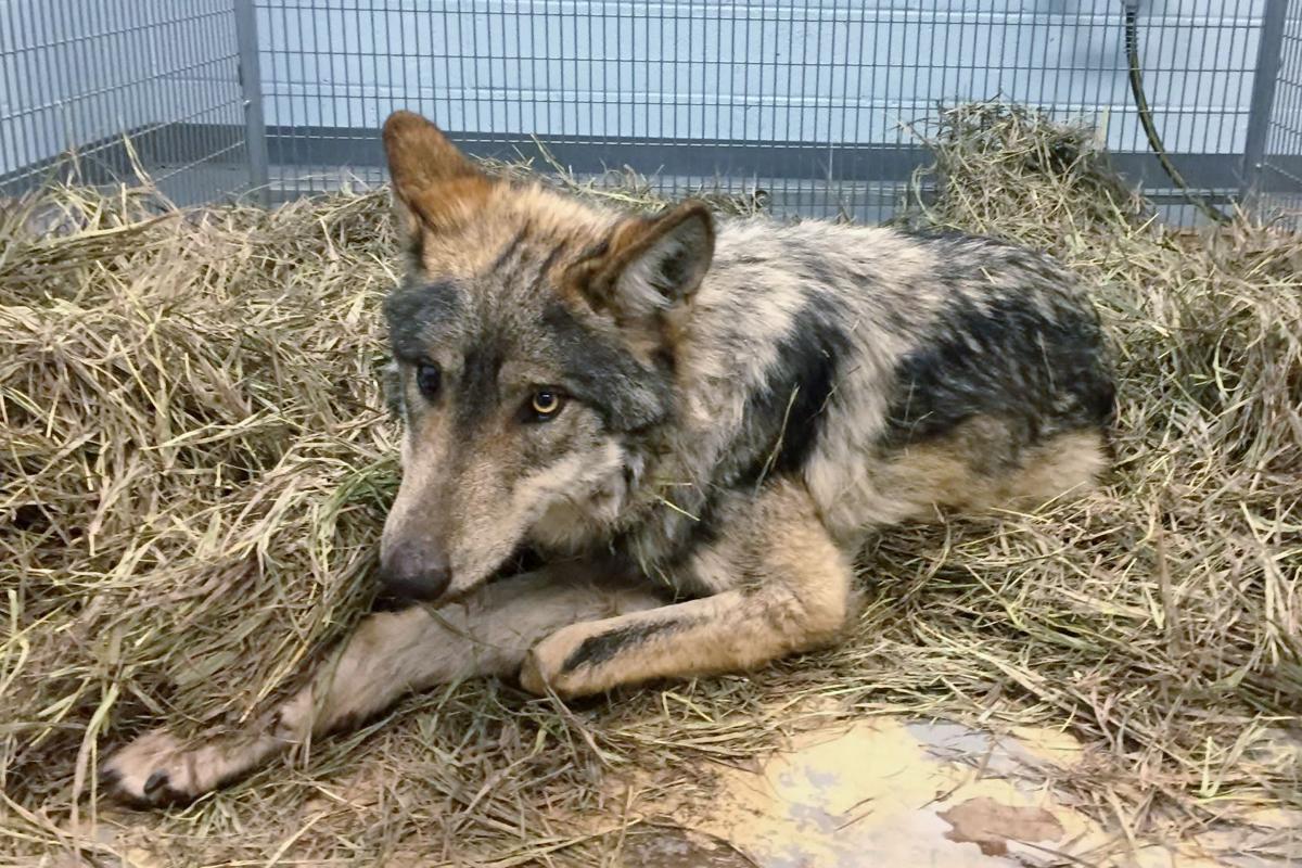 Wild About Teller: Facts about the Mexican wolf that escaped in our