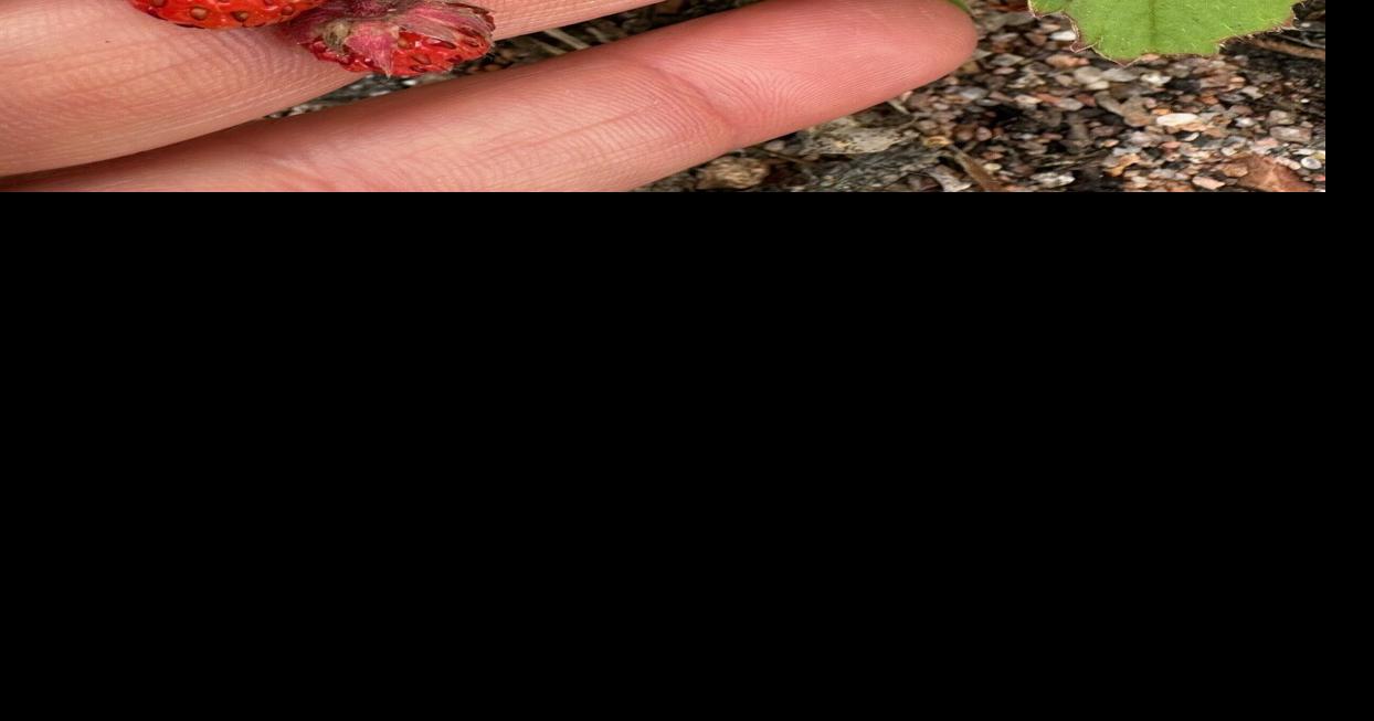 Wild strawberry season is here