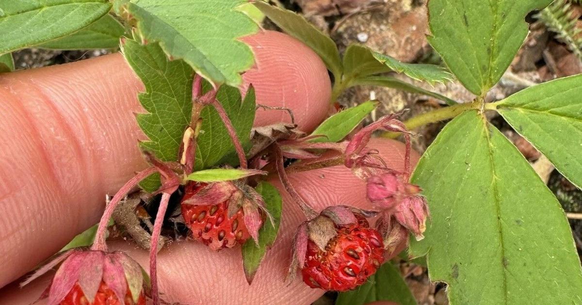Wild strawberry season is here