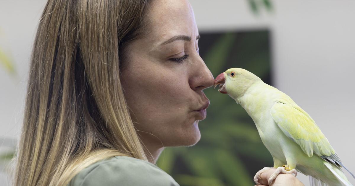 Fins and Feathers: A closer look at Colorado Springs' only pet bird rescue and sanctuary