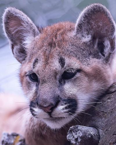 Baby Book: Cheyenne Mountain Zoo's newest residents in front of the camera