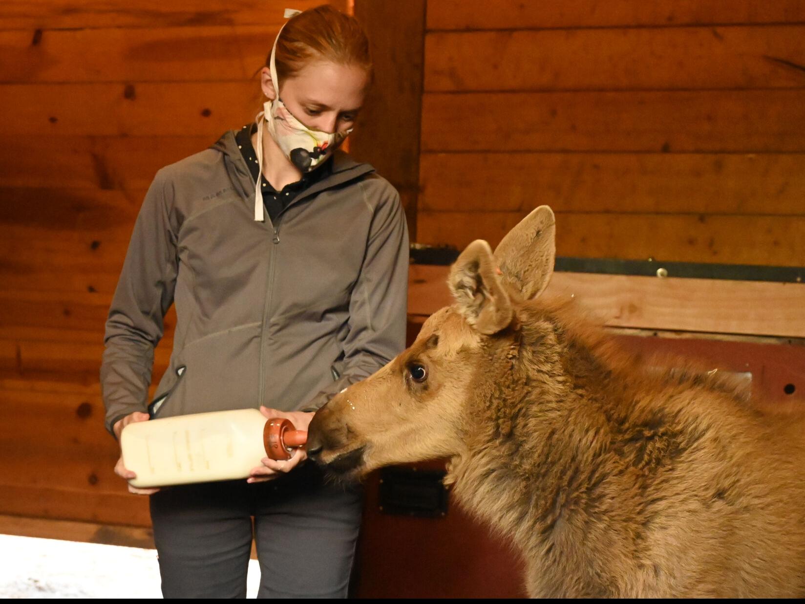 An Empty Space And A Missing Piece Cheyenne Mountain Zoo Opens Its Heart To A Baby Moose Colorado Springs News Gazette Com