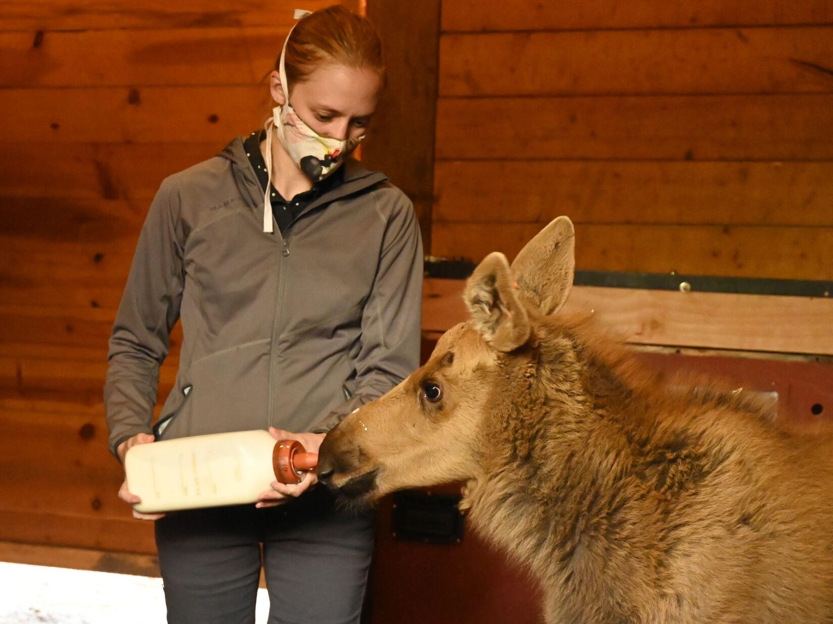 An Empty Space And A Missing Piece Cheyenne Mountain Zoo Opens Its Heart To A Baby Moose Colorado Springs News Gazette Com