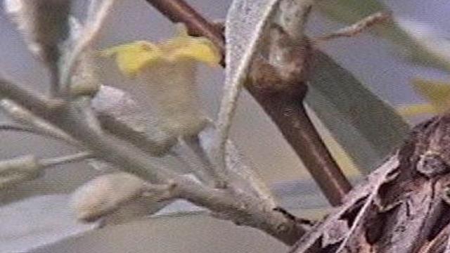 Large Moths Of Colorado
