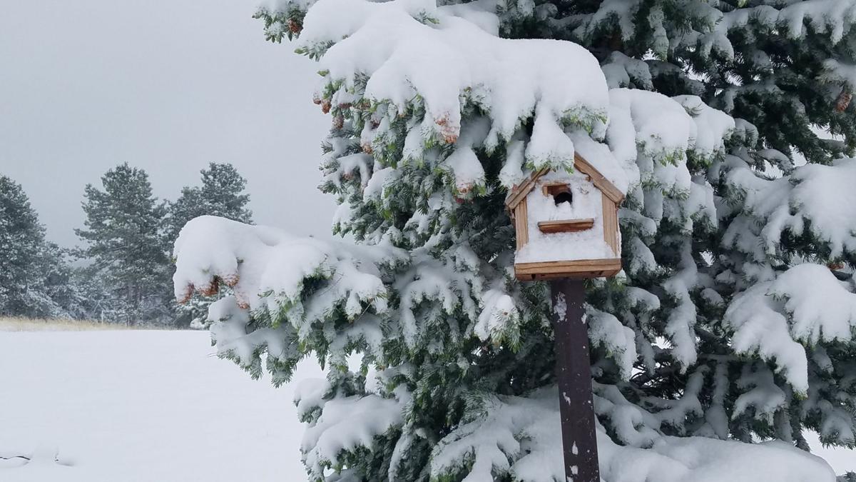 Colorado Springs Area Weather Overnight Snow Falls In Teller