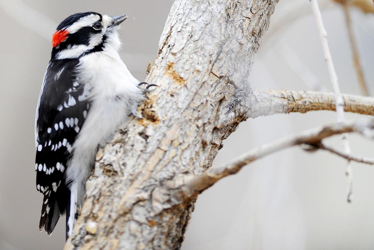 BIRD COUNT