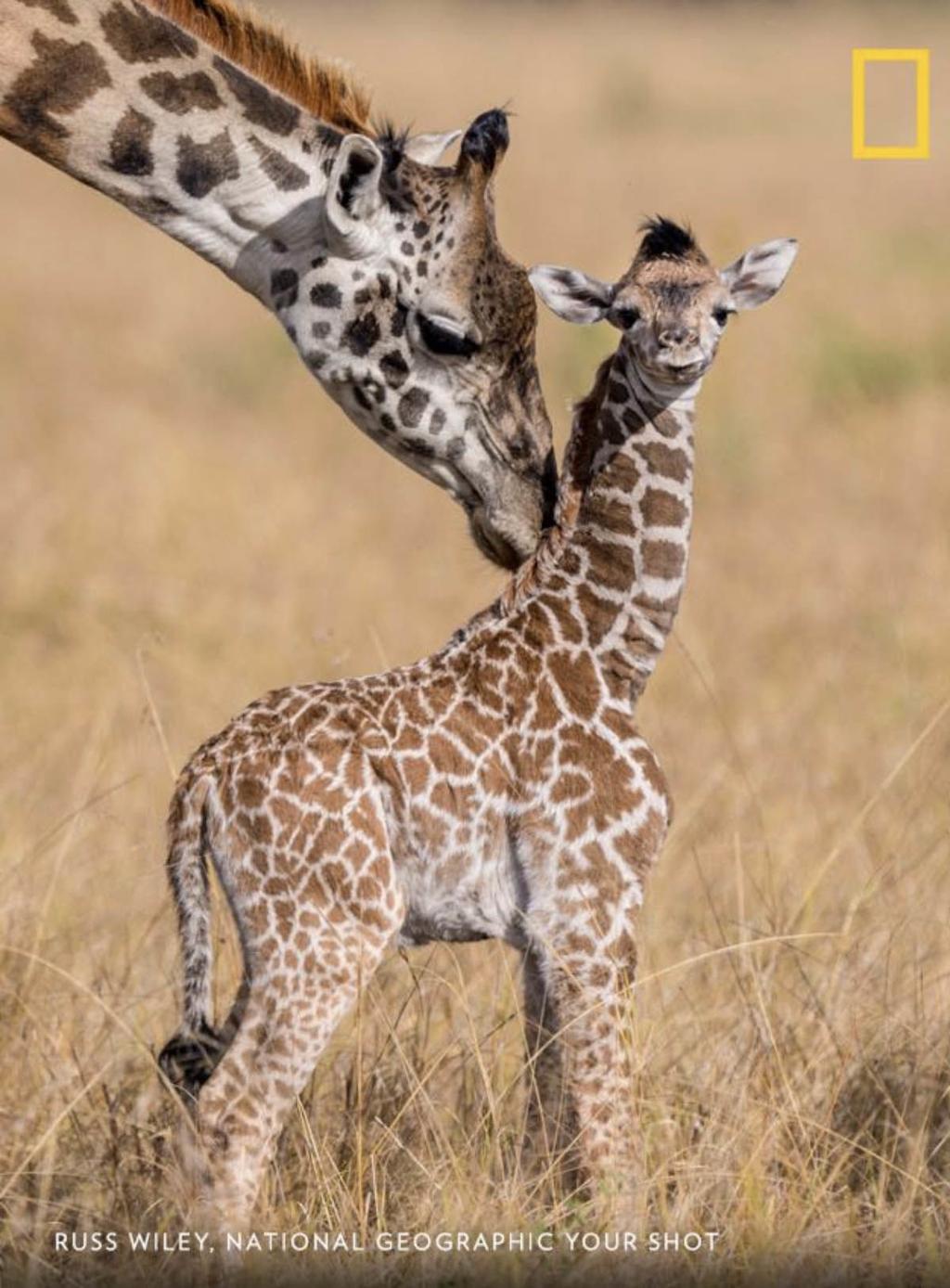 National Geographic Giraffes Semi-Cropped T-Shirt for Women