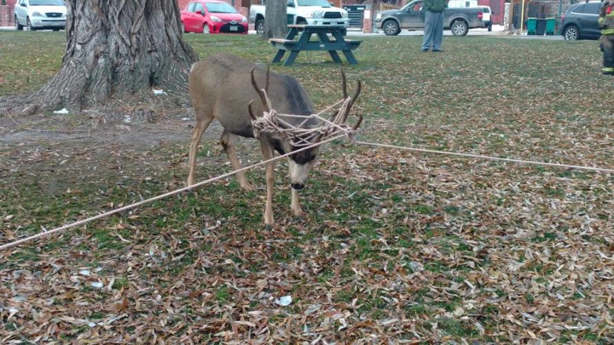 Deer With Christmas Lights In Antlers In Colorado Springs 2022 Wildlife Officials Warn Residents Outdoor Christmas Decorations Can Be Deadly For Animals | News | Gazette.com Deer With Christmas Lights In Antlers In Colorado Springs 2022 Wildlife Officials Warn Residents Outdoor Christmas Decorations Can Be Deadly For Animals | News | Gazette.com