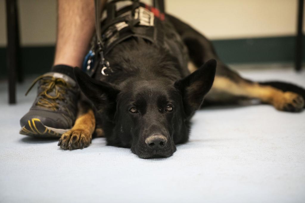 For Troubled Colorado Springs Veterans Service Dogs Provide Aid Lifestyle Gazette Com
