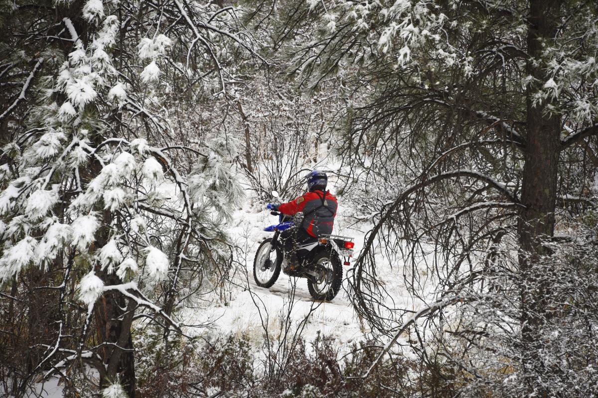 Colorado Springs To Undertake Biggest Tree Removal Project