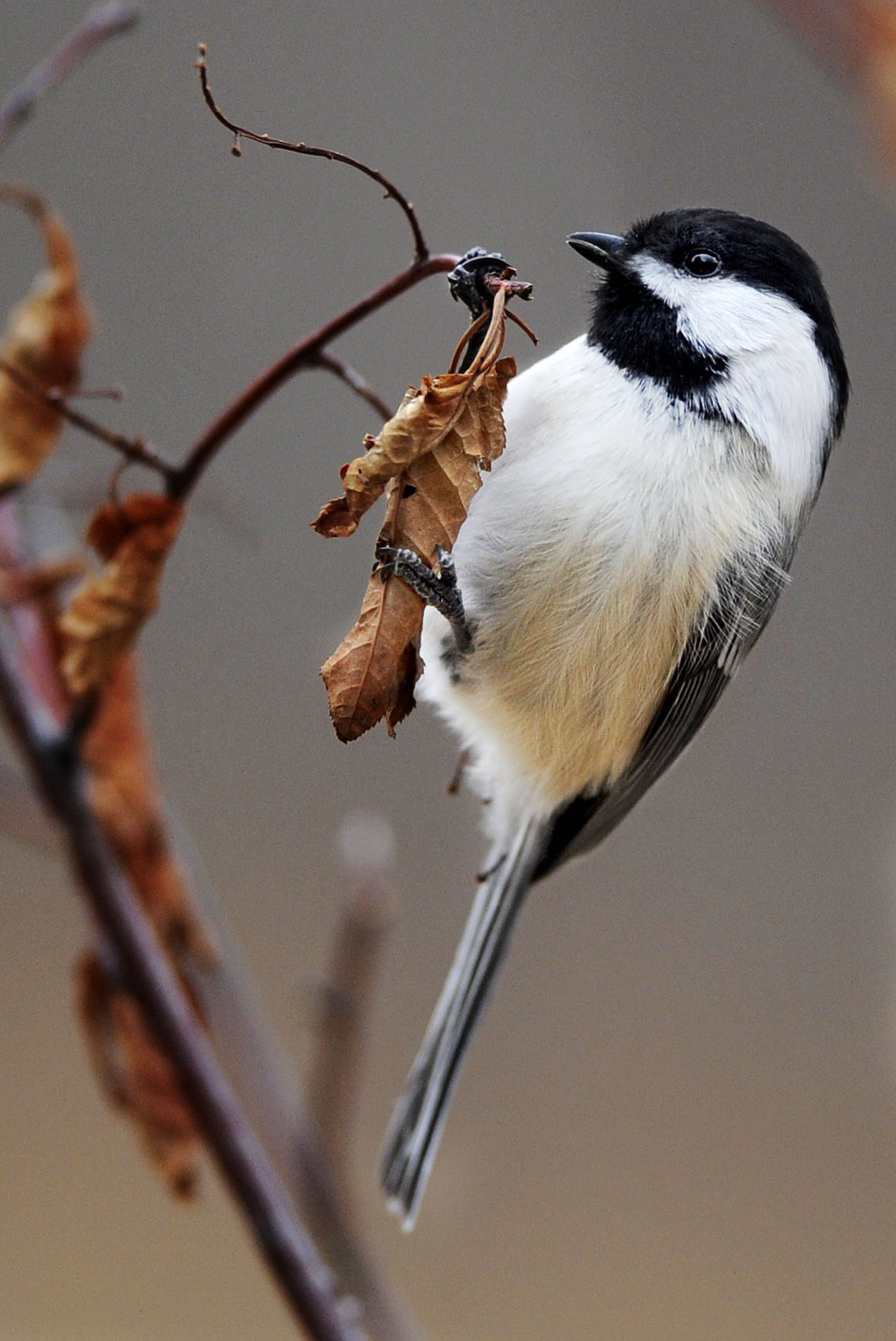 Bird Call Attracting The Right Crowd To Your Colorado Springs Backyard Lifestyle Gazette Com