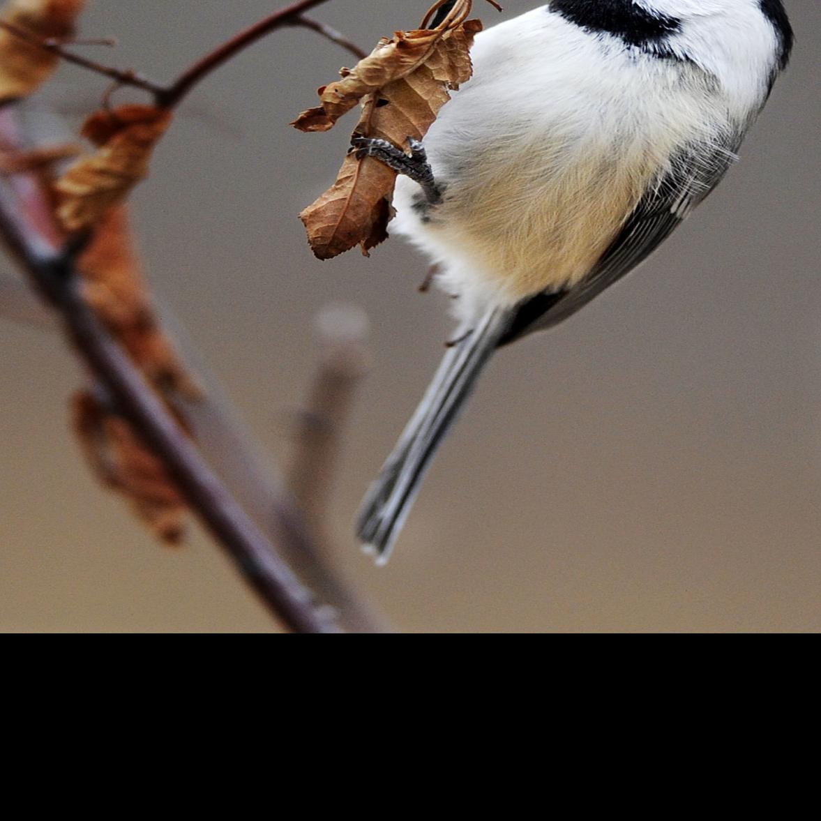 Bird Call Attracting The Right Crowd To Your Colorado Springs Backyard Lifestyle Gazette Com