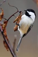 Bird Call: Attracting the right crowd to your Colorado Springs backyard